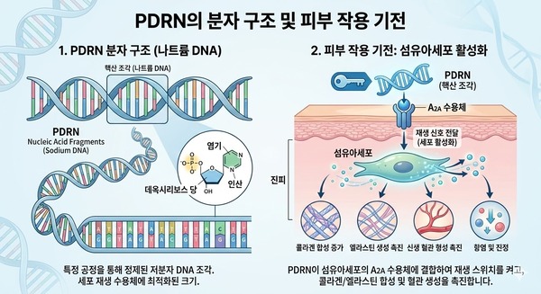 pdrn 작용 기전